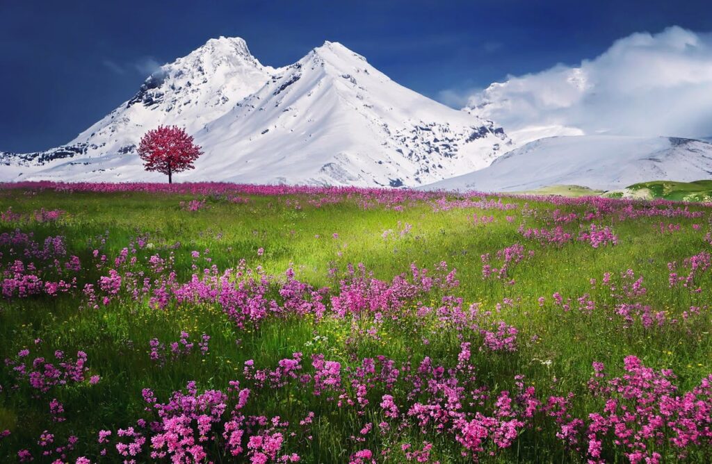 amazing-beautiful-beauty-blue Colorful spring meadow with pink flowers against majestic snowcapped mountains and clear blue sky.